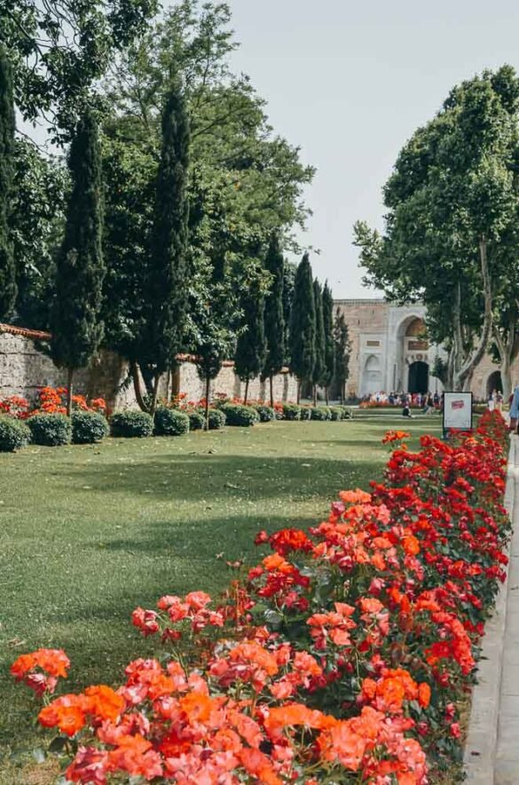 Canteiro de rosas vermelhas em primeiro plano com árvores altas e portão antigo ao fundo.